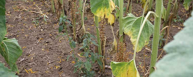 Ayçiçeği Üretimi