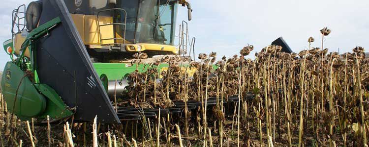 Ayçiçeği Üretimi