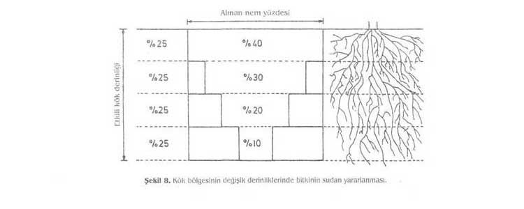 Mısır Üretimi