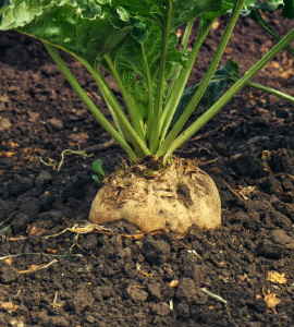 Sugar Beet Production