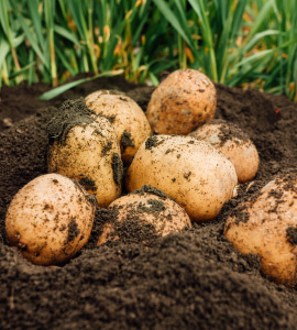 Potato Planting